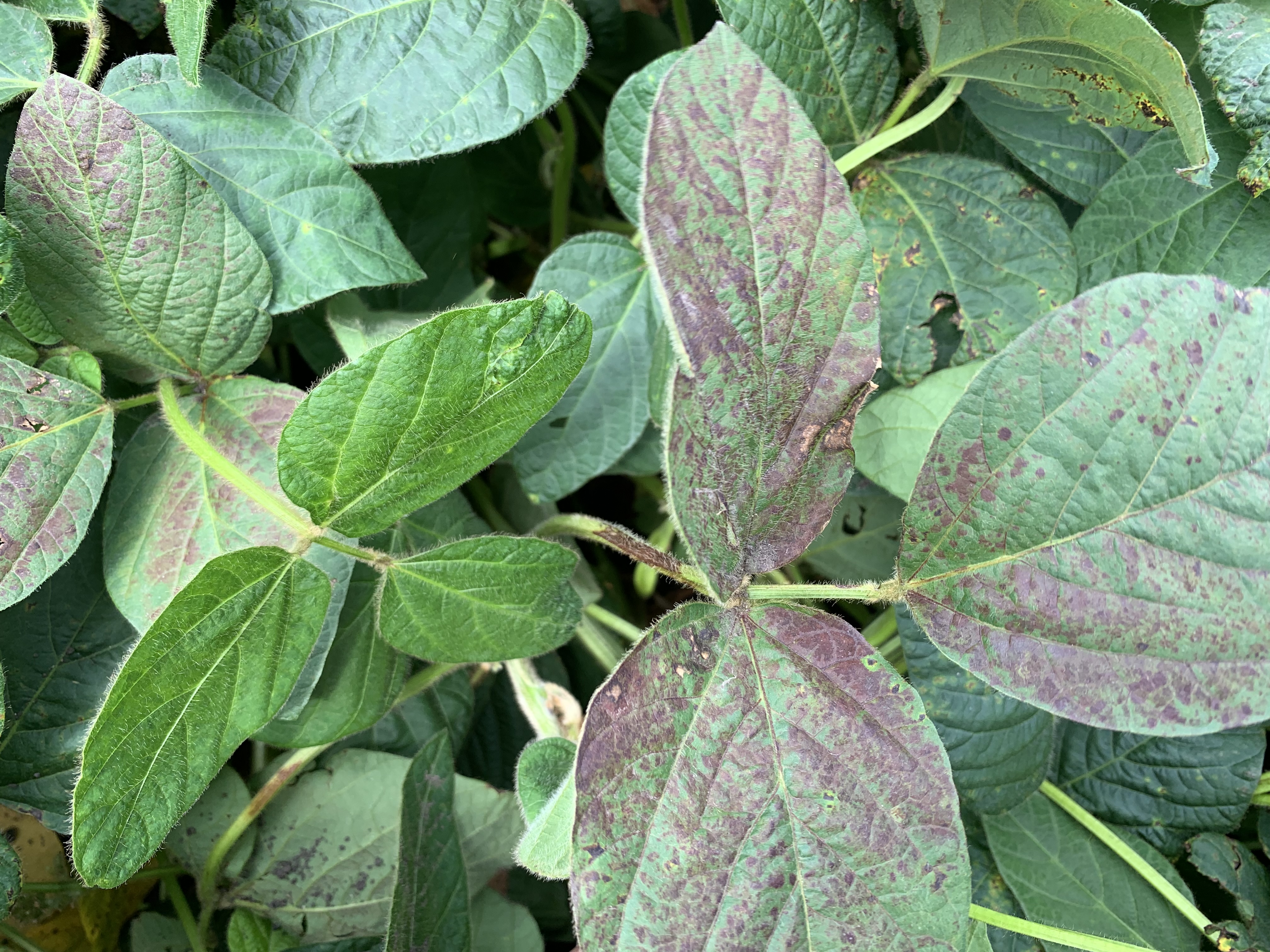 Пурпурный церкоспороз