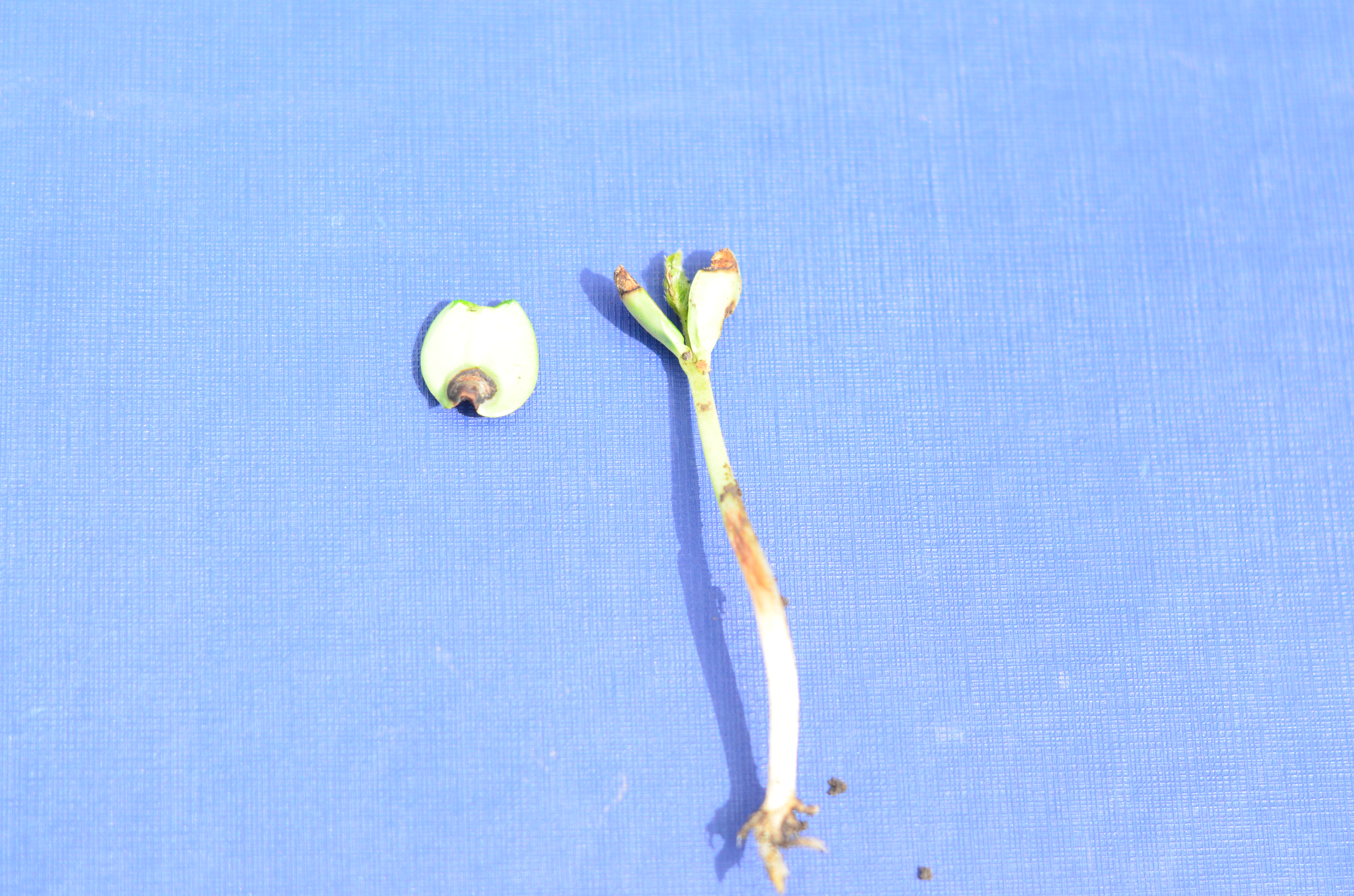 Аскохитозная корневая гниль