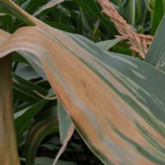 Гельминтоспориоз