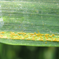 Жёлтая ржавчина