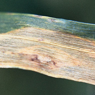 Снежная плесень