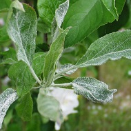 Мучнистая роса