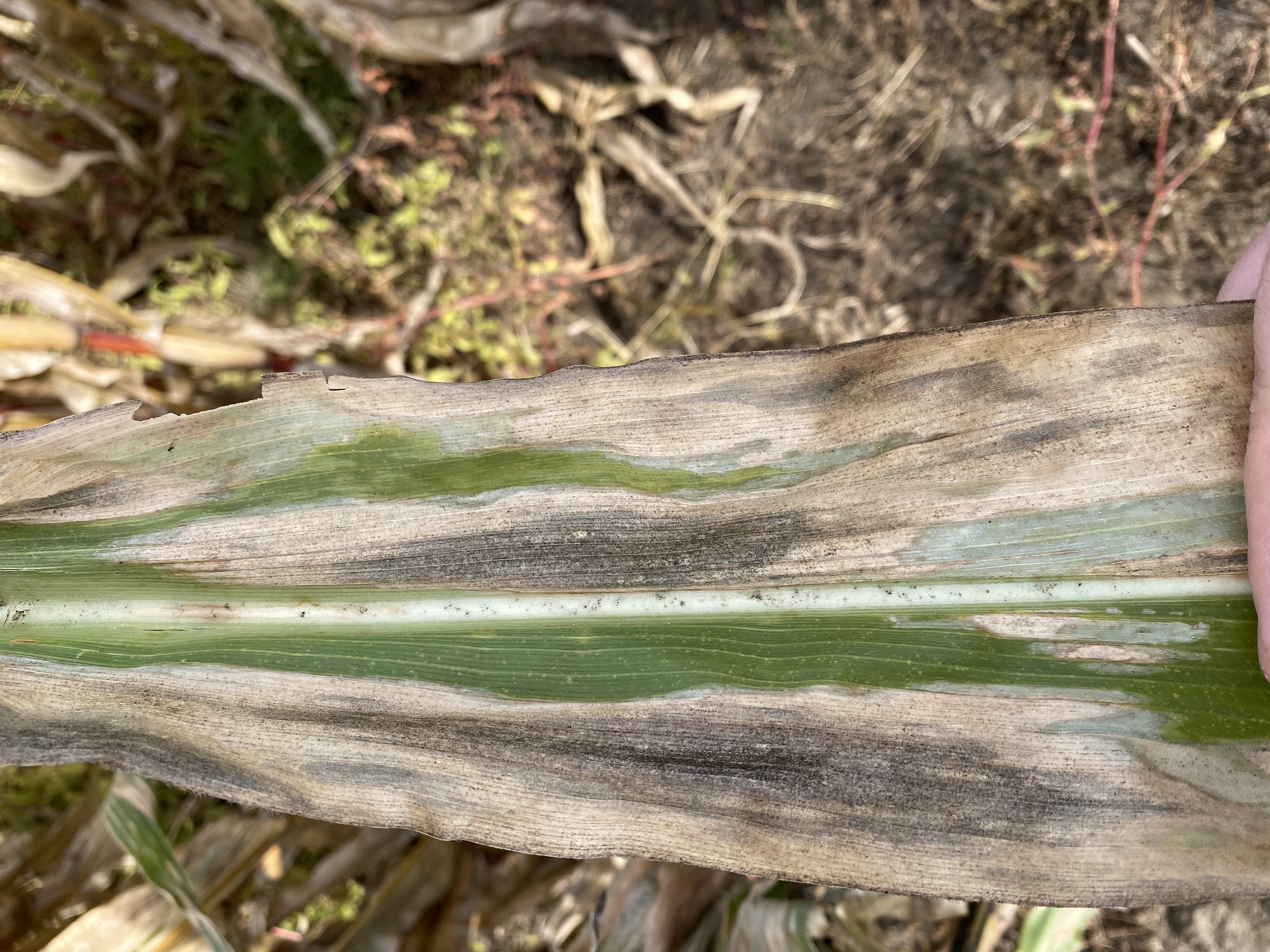 Северный гельминтоспориоз (Гельминтоспориозная пятнистость листьев кукурузы)