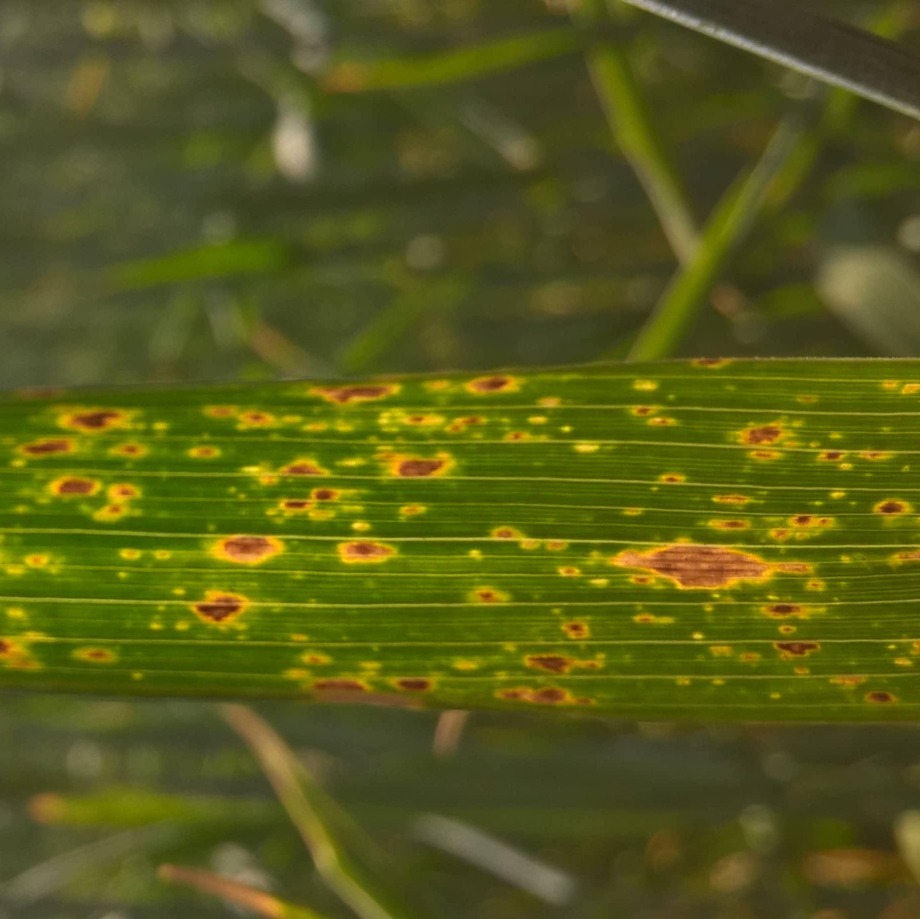 Пиренофороз (желтая пятнистость)