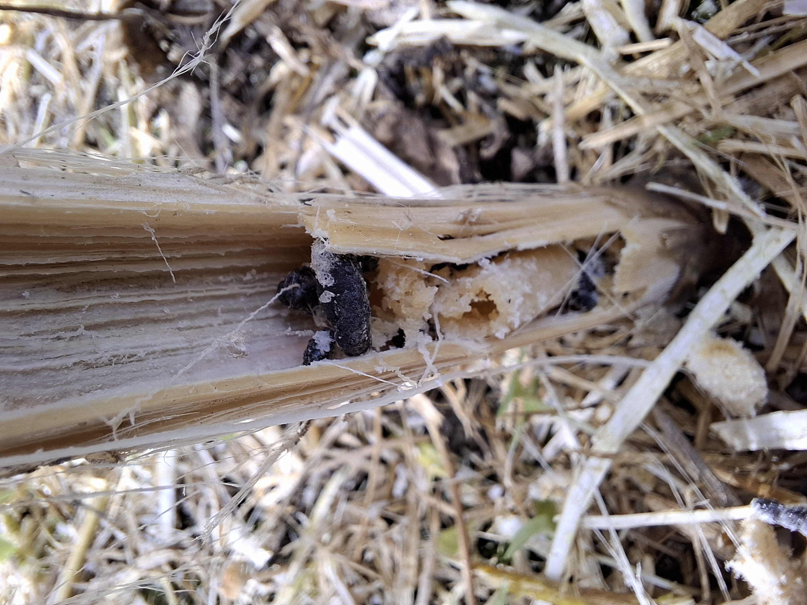 Склеротиниоз (белая гниль)