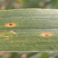 Пиренофороз